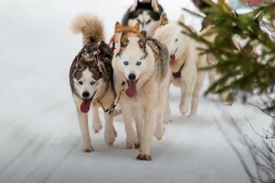 Rovaniemi: Husky Safari & Campfire BBQ – 6‑10 km Self‑Drive - Rovaniemi Husky Safari: What Self-Drive Really Means