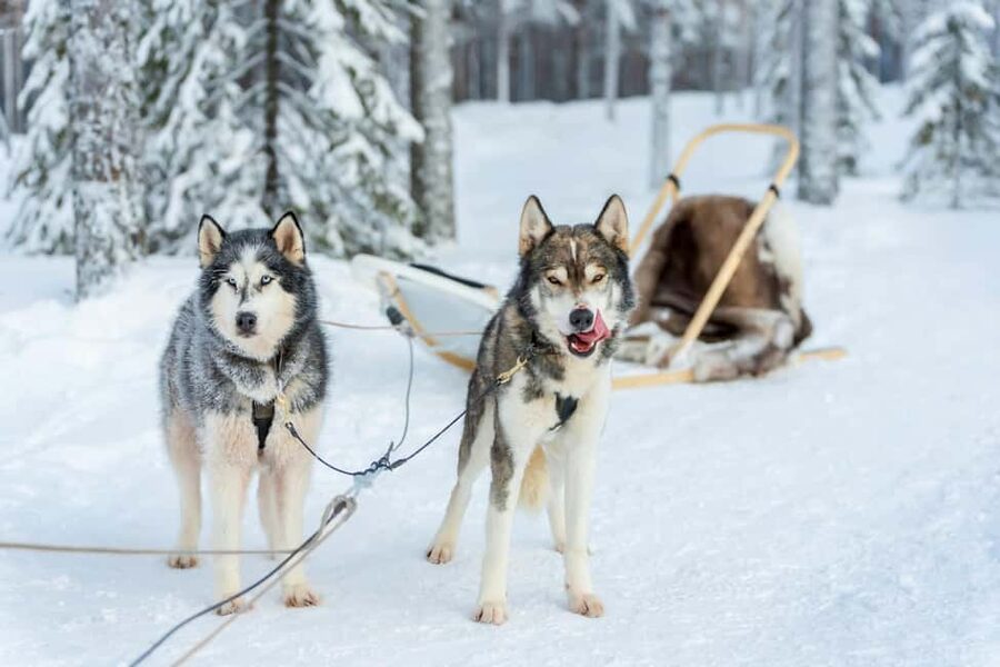 Rovaniemi: Husky Safari & Campfire BBQ – 6‑10 km Self‑Drive - The 6–10 km Arctic Trek: Frozen Lakes, Snow Forests, and Wildlife Odds