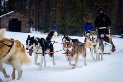 Rovaniemi: Husky Safari & Campfire BBQ – 6‑10 km Self‑Drive - Meet the huskies first: the farm moment that sets the tone