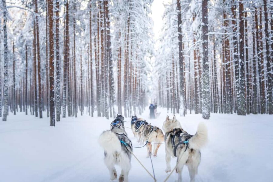 Rovaniemi: Husky Safari & Campfire BBQ – 6‑10 km Self‑Drive - Huskies Up Close: Meet the Team, Then Meet the Dogs