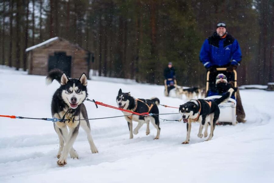 Rovaniemi: Husky Safari & Campfire BBQ – 6‑10 km Self‑Drive - Campfire BBQ in a Warm Hut: The Best Part After You’re Chilled