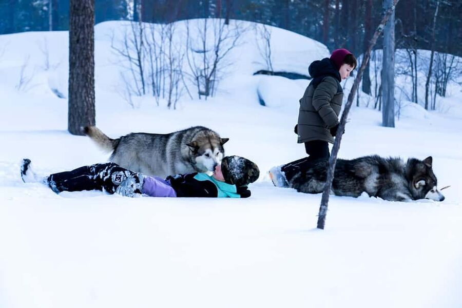 Rovaniemi: Husky Safari & Campfire BBQ – 6‑10 km Self‑Drive - Who Should Book (and Who Should Skip)