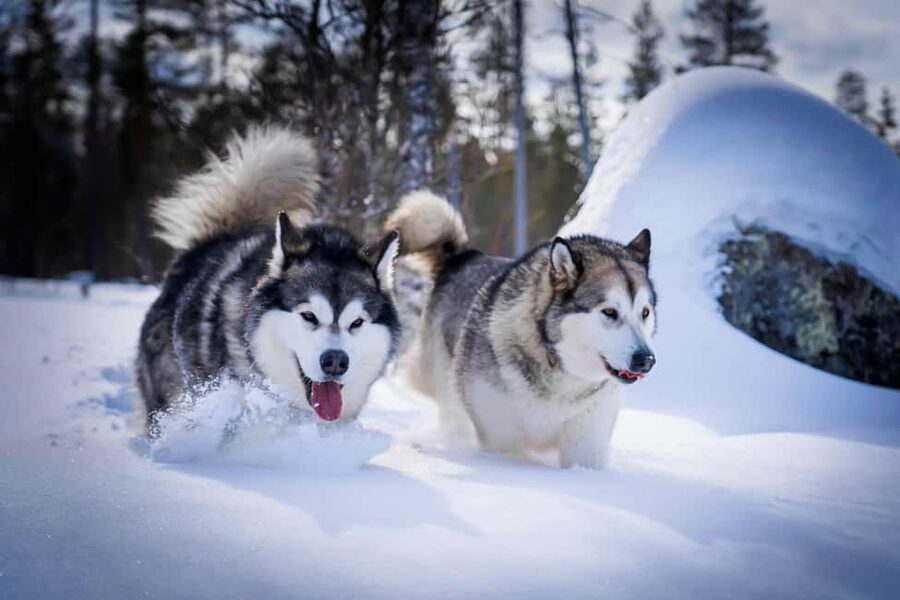 Rovaniemi: Husky Safari & Campfire BBQ – 6‑10 km Self‑Drive - Price and Value: Is $294 Actually Reasonable?