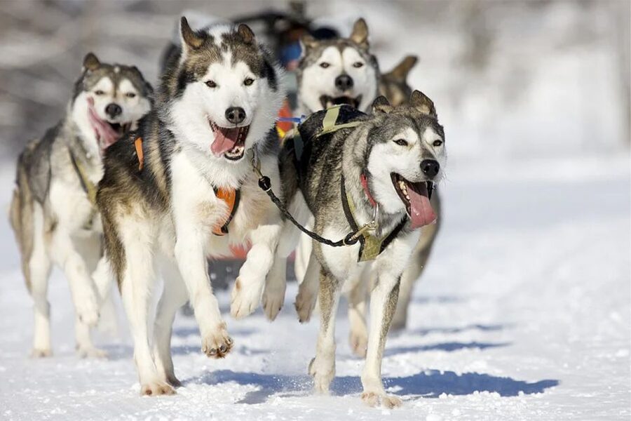 Rovaniemi: Husky Safari on a Snowy Trail - Key Things I’d Watch For on This Rovaniemi Husky Safari
