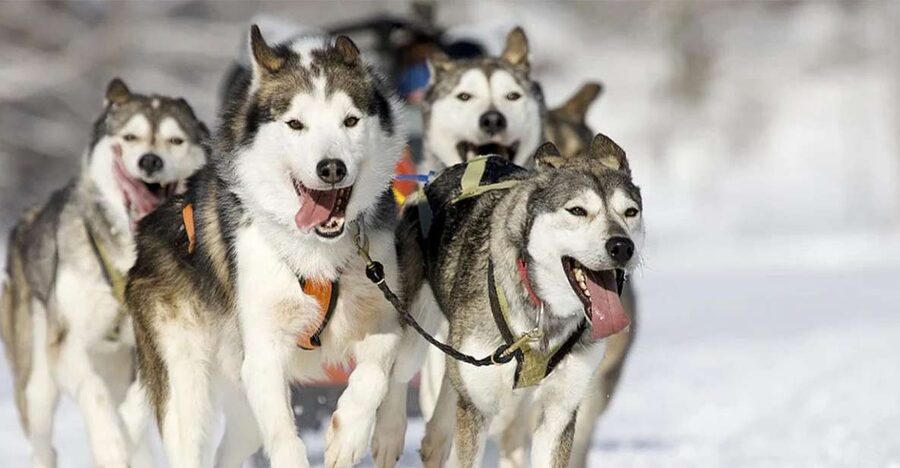 Rovaniemi: Husky Safari on a Snowy Trail - Entering the Lappish Winter: Why This Safari Feels Real