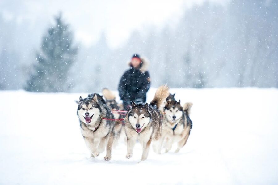 Rovaniemi: Husky Safari on a Snowy Trail - Pickup Points and Getting There Without Losing Your Day