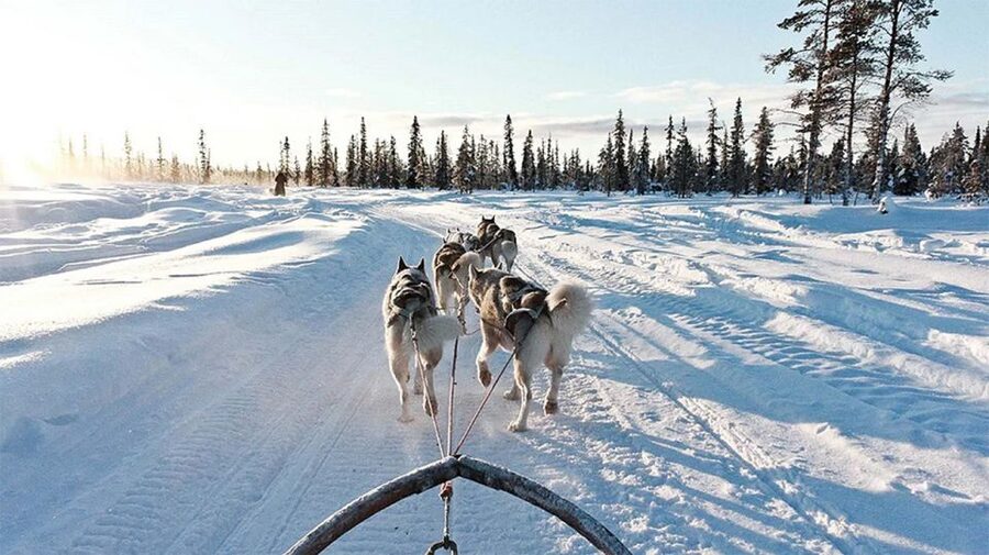 Rovaniemi: Husky Safari on a Snowy Trail - The Sled Driving Moment: What You Actually Do on the 10 km Ride