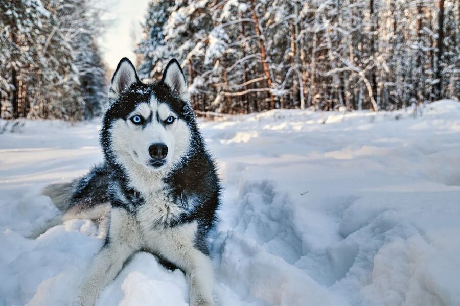 Rovaniemi: Husky Safari on a Snowy Trail - Timing Reality Check: 3.5 Hours on Paper, Sled Time in the Middle