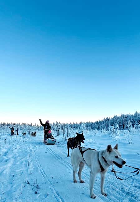Rovaniemi: Husky Safari with Transfers & BBQ - Key highlights to know before you go