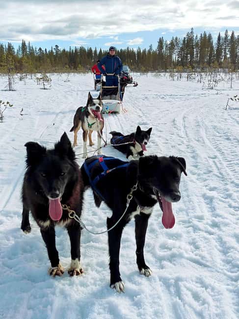 Rovaniemi: Husky Safari with Transfers & BBQ - Entering the Lapland Huskiness: what this tour actually feels like