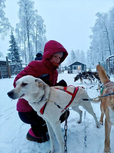 Rovaniemi: Husky Safari with Transfers & BBQ - Safety briefing and how the driving works