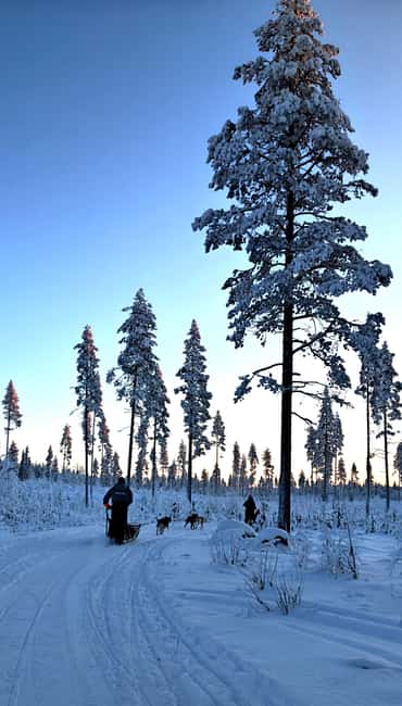 Rovaniemi: Husky Safari with Transfers & BBQ - The self-driven husky safari: 6–10 km of snowy forest magic