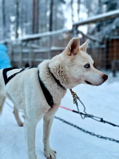 Rovaniemi: Husky Safari with Transfers & BBQ - Guides make the difference: Mika, Sini, Samu, and John