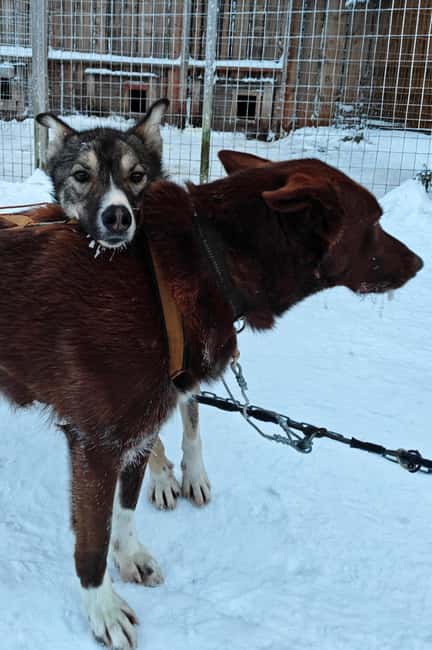 Rovaniemi: Husky Safari with Transfers & BBQ - Price and value: what $258 gets you in real terms