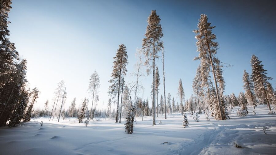 Rovaniemi: Lapland Ski Trekking Safari - Price and Value at About $128 for 4 Hours