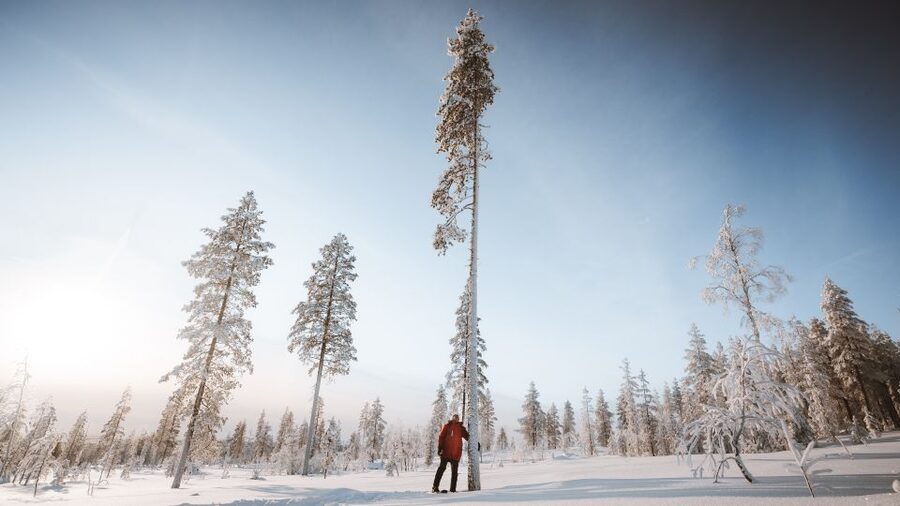 Rovaniemi: Lapland Ski Trekking Safari - Fitness Reality Check: Challenging for First-Timers, Not Impossible