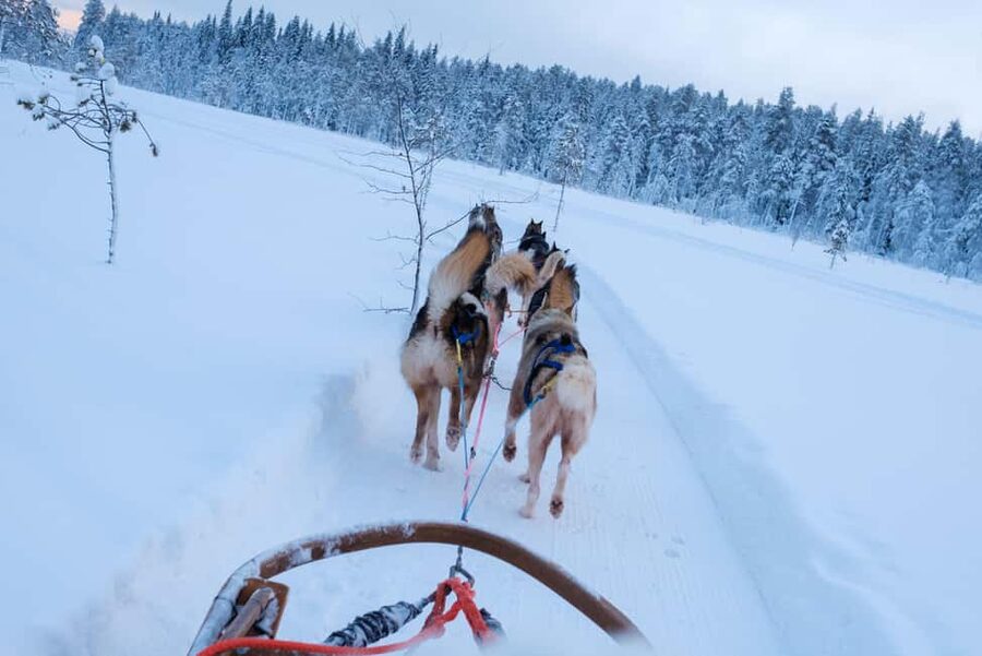 Rovaniemi: Lapland Wilderness Husky Safari 7,5 km - Key highlights you’ll actually care about
