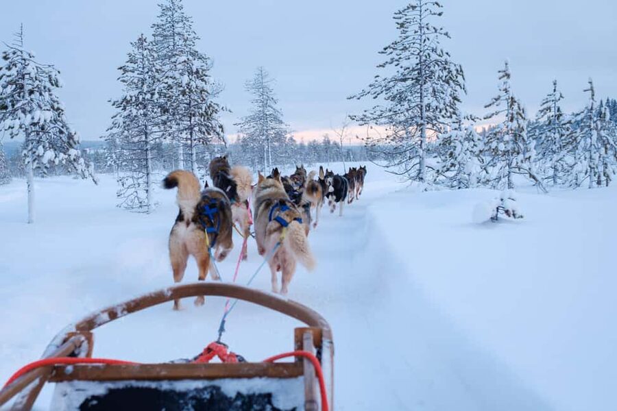 Rovaniemi: Lapland Wilderness Husky Safari 7,5 km - What 7–7.5 km self-driving husky sled feels like in Rovaniemi