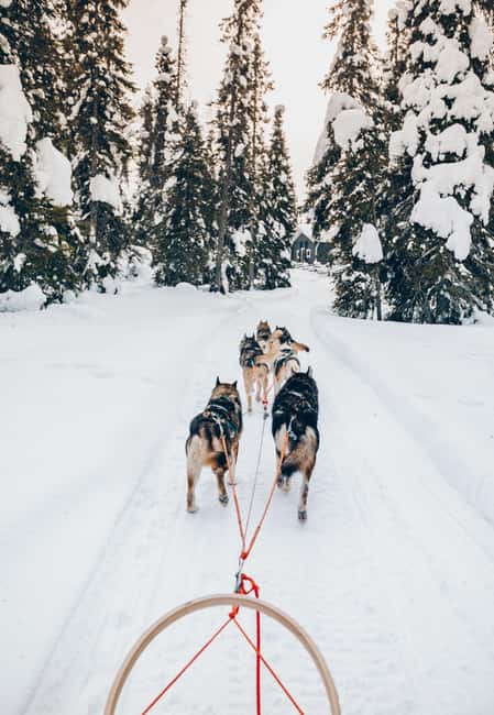 Rovaniemi: Lapland Wilderness Husky Safari 7,5 km - What to wear and bring when you’re going husky riding