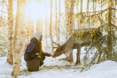 Rovaniemi: Reindeer Safari at 200-Year-Old Farm & Sled Ride - Inside the 2025 Ford Tourneo 4×4: comfort on the way there