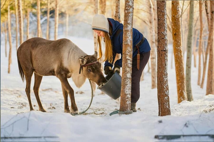 Rovaniemi: Reindeer Safari at 200-Year-Old Farm & Sled Ride - Kota warm-up with hot drinks: where the stories land
