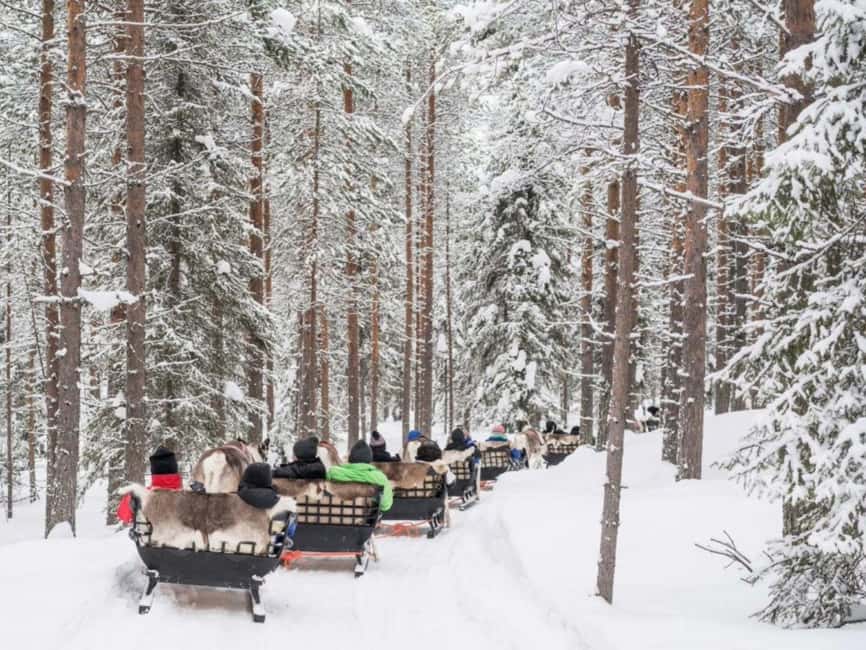 Rovaniemi: Reindeer Safari at 200-Year-Old Farm & Sled Ride - Meet, feed, and slow down with the herd