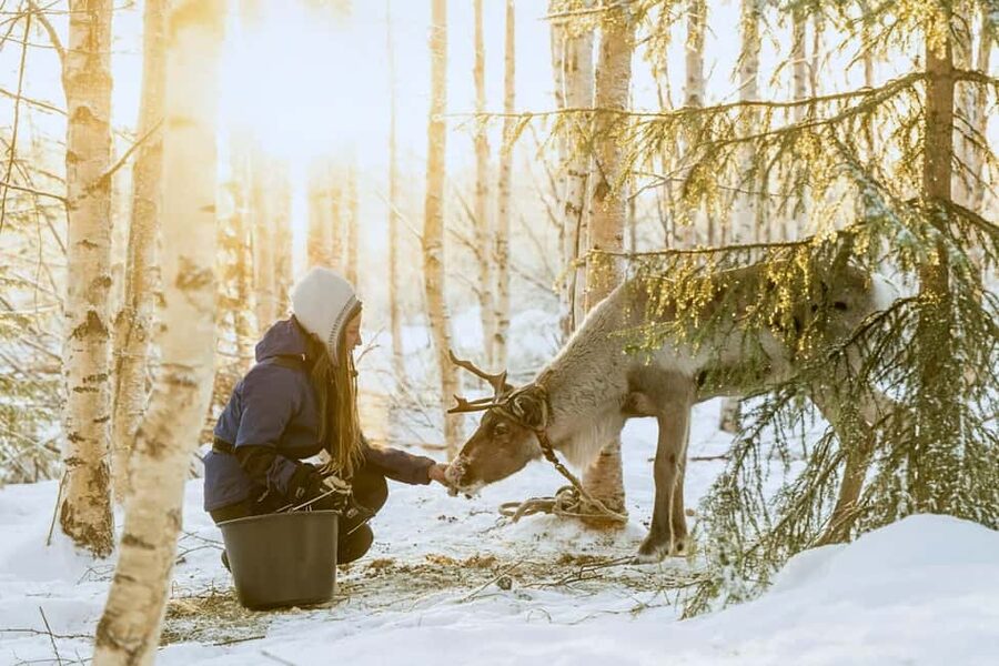 Rovaniemi: Reindeer Safari at 200-Year-Old Farm & Sled Ride - Inside the 2025 Ford Tourneo 4×4: comfort on the way there