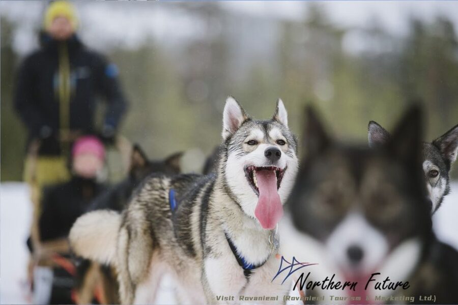 Rovaniemi: Santa's Reindeer and Husky Safari with Aurora BBQ - Quick hits: what makes this Rovaniemi day work