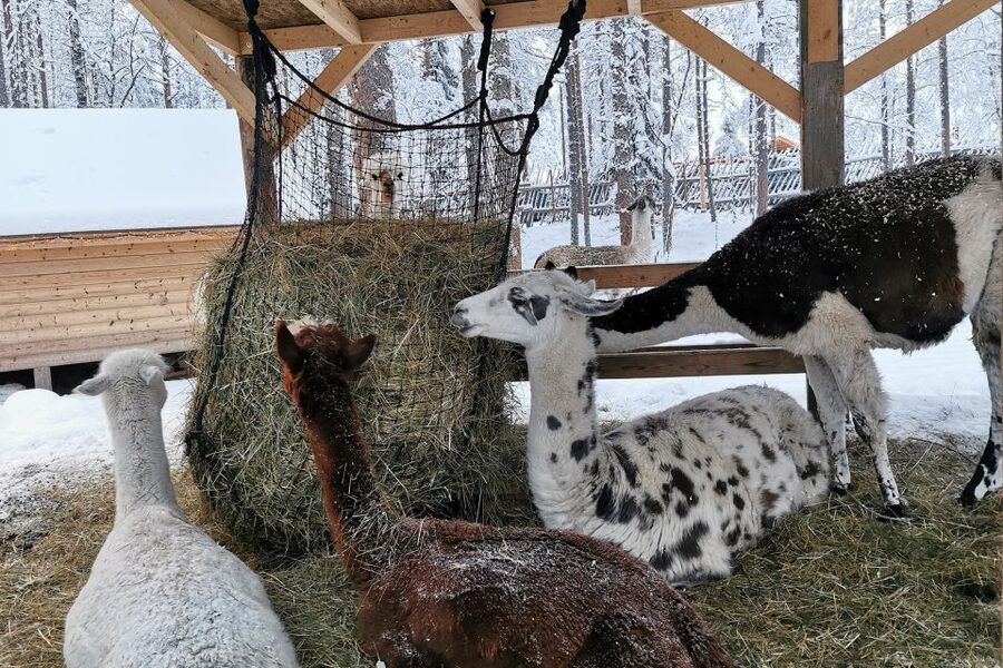 Rovaniemi: Santa's Reindeer and Husky Safari with Aurora BBQ - What to pack for Lapland cold (and one practical upgrade)