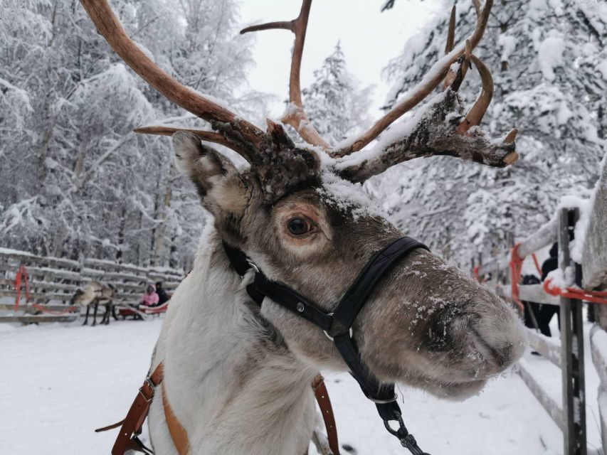 Rovaniemi: Santa's Reindeer and Husky Safari with Aurora BBQ - Morning: Husky Safari and Reindeer Ride in Rovaniemi