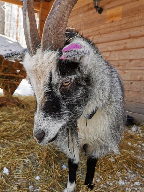 Rovaniemi: Santa's Reindeer and Husky Safari with Aurora BBQ - The guide touch: stories, pace, and photo help