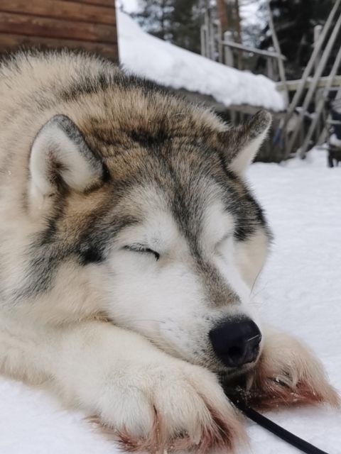Rovaniemi: Santa's Reindeer and Husky Safari with Aurora BBQ - Evening plan: two aurora spots, then the warm aurora BBQ
