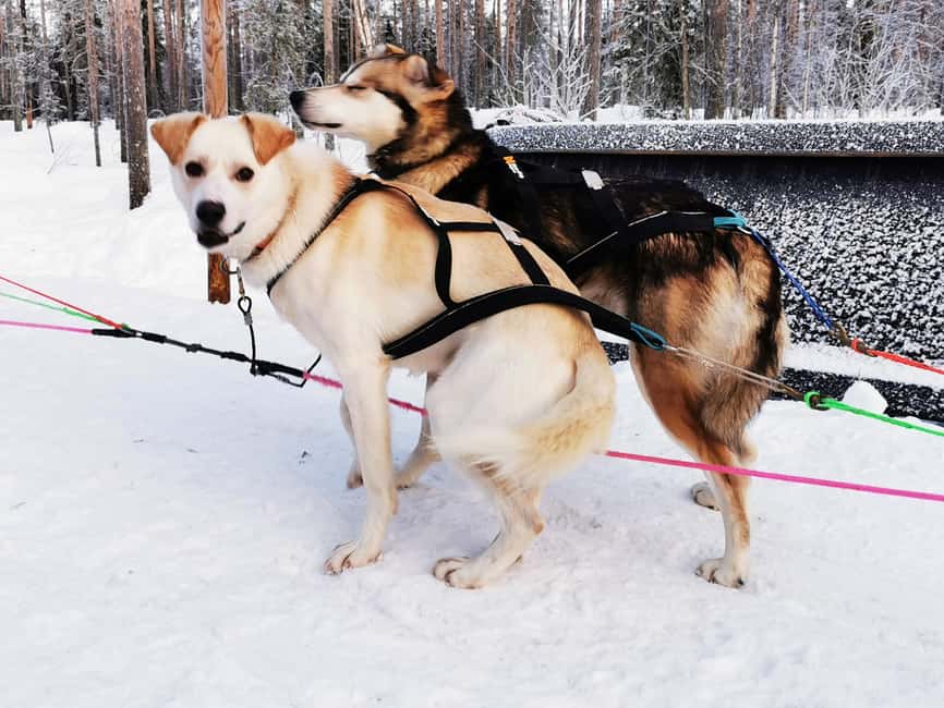 Rovaniemi: Santa's Reindeer and Husky Safari with Aurora BBQ - Aurora BBQ in a Kota: hot tea, sausages, and marshmallows