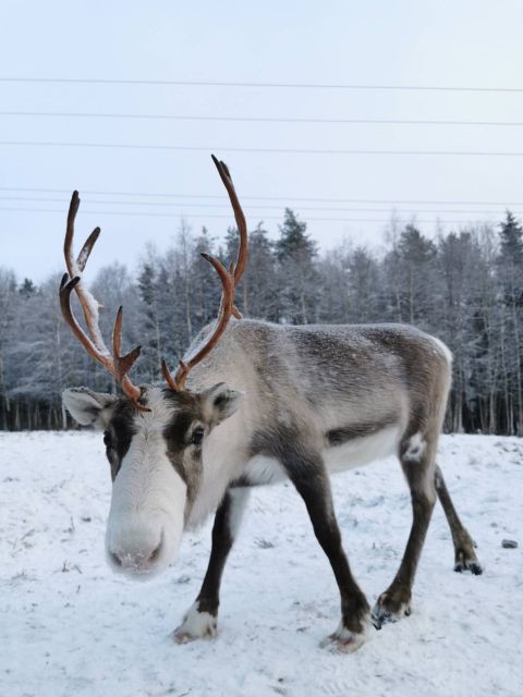 Rovaniemi: Santa's Reindeer and Husky Safari with Aurora BBQ - Northern lights reality check (and how this tour handles it)