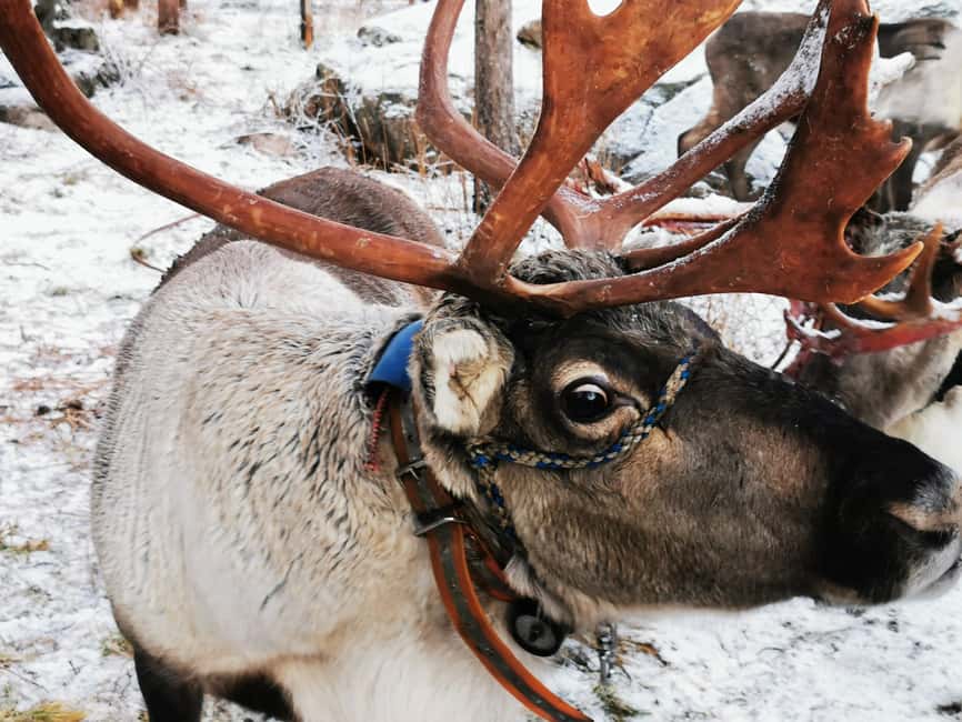Rovaniemi: Santa's Reindeer and Husky Safari with Aurora BBQ - Why the sled rides are short (and how to enjoy them anyway)