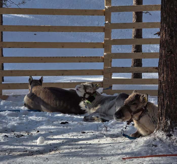 Rovaniemi:Self-drive Husky safari with a Reindeer Farm visit - The 5 km self-drive husky sleigh ride to the reindeer farm