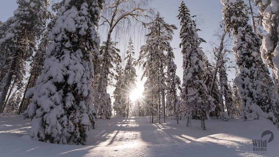 Rovaniemi: Snowmobile Safari into the Arctic Circle Forest - Safety rules that matter on the snow