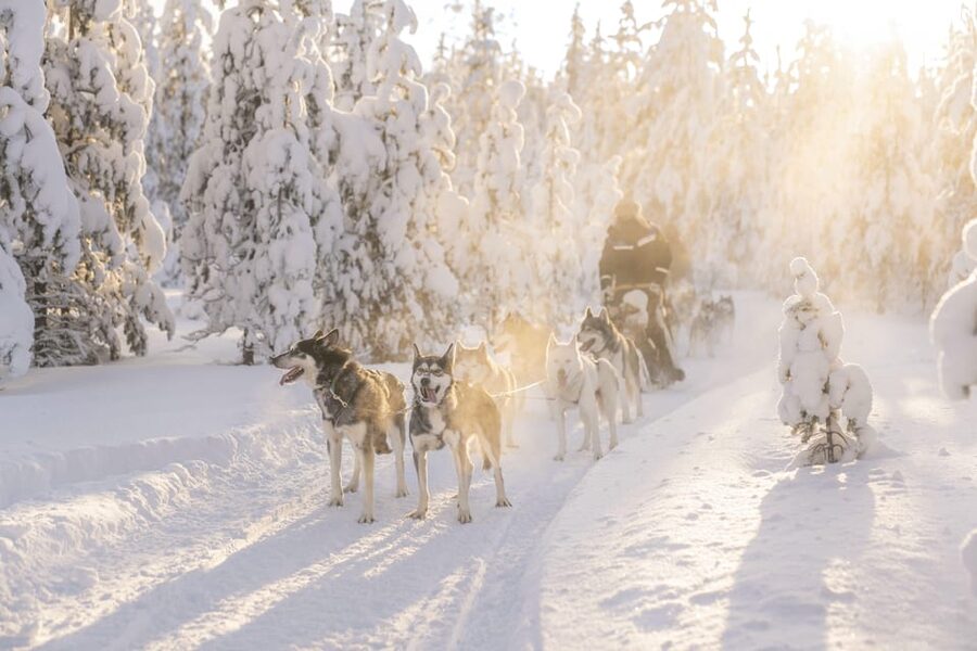 Rovaniemi: Snowmobile Safari, Reindeer & Husky Sleigh Ride - Arctic Combo Tour: The Quick Take