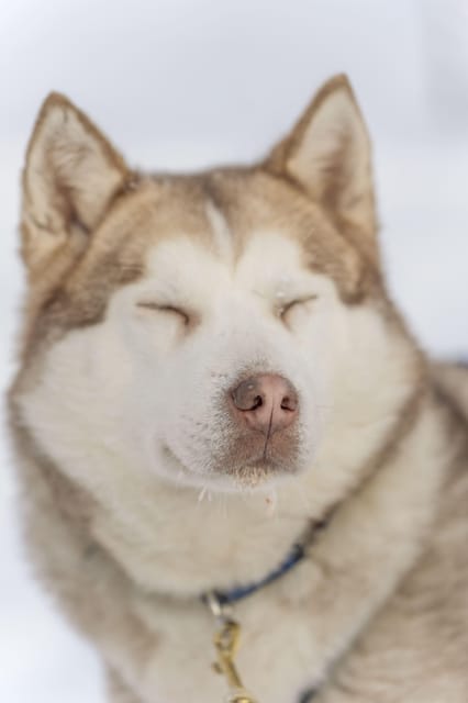 Rovaniemi: Snowmobile Safari, Reindeer & Husky Sleigh Ride - Why This 4.5-Hour Combo Works in Rovaniemi