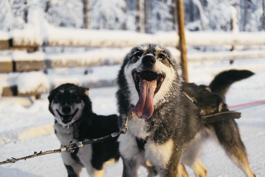 Rovaniemi: Snowmobile Safari, Reindeer & Husky Sleigh Ride - Twin Riding vs Solo Option: What You Should Expect