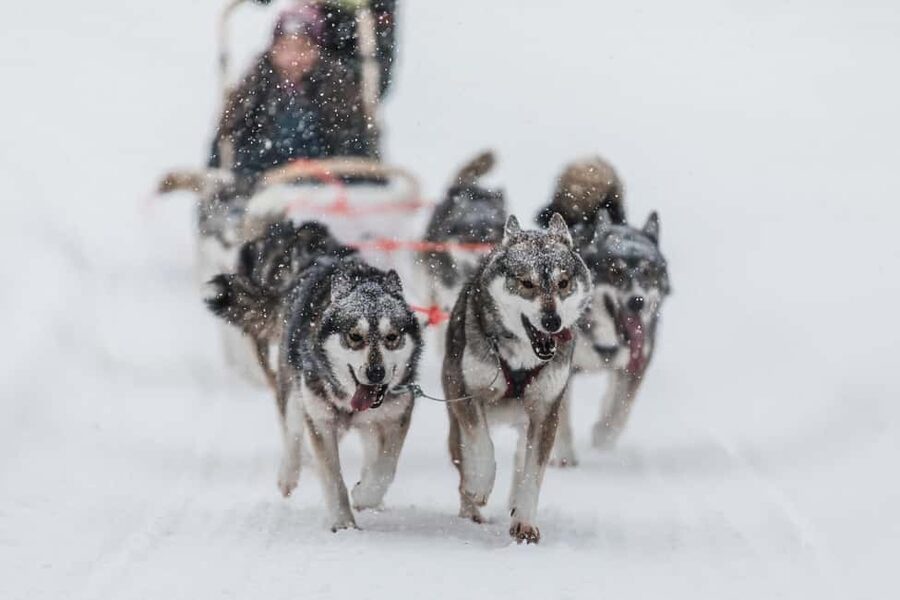 Ruka: 5km Husky Safari with Snacks and Campfire - Lammintupa Safari House: where the cold turns exciting