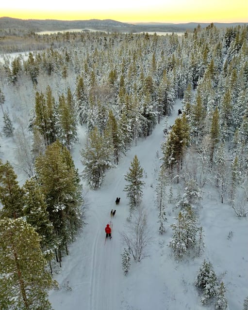 Saariselkä: 10KM Husky Safari with kennel visit - Key things to know before you go