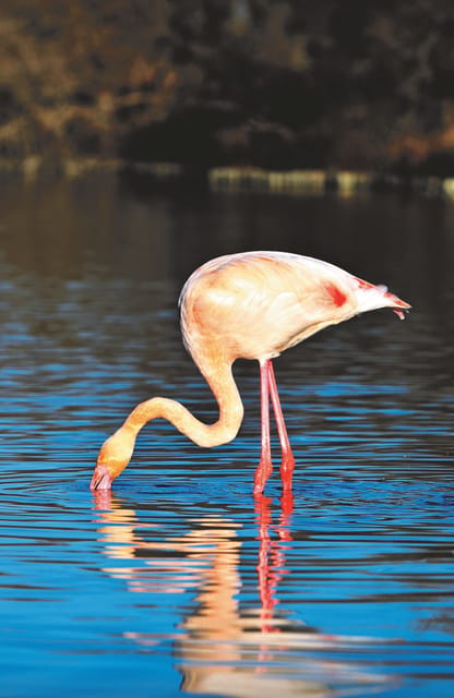 Safari 4x4 in Camargue / VIP Tour 3h30 / Grau du Roi - Timing, pacing, and what to plan around