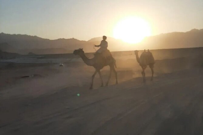 Safari 5 in 1 Quads Camels Star Gazing in Sharm El Sheikh - What to bring (and what to skip)