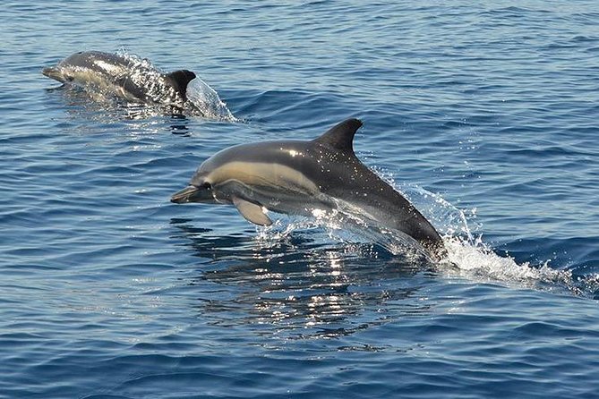 Safari & Boat Tour - Mountains & Dolphins - Comfort reality check: bumpy off-road and window visibility