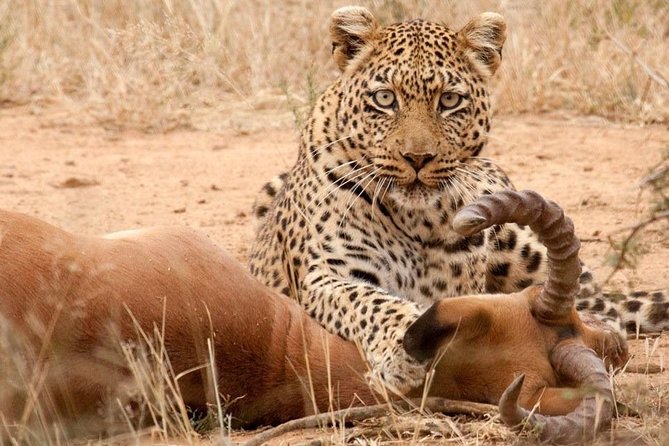 Safari Excelente y Safari lujos Tanzania - Day 1: Arusha Pickup, Kilimanjaro National Park Orientation, and Settling In