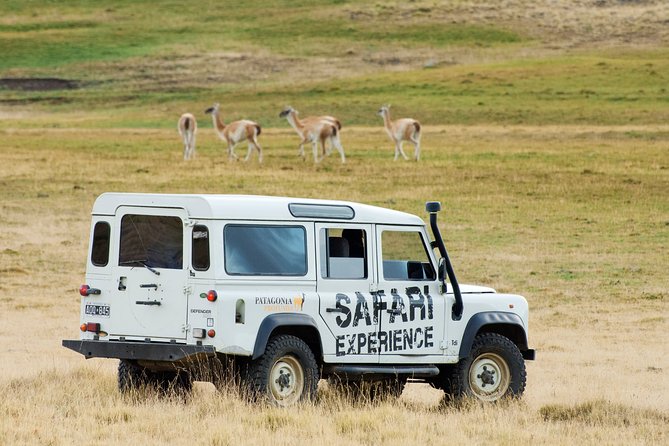 Safari Experience - Wildlife & Steppe - Key Highlights Worth Marking in Your Notes