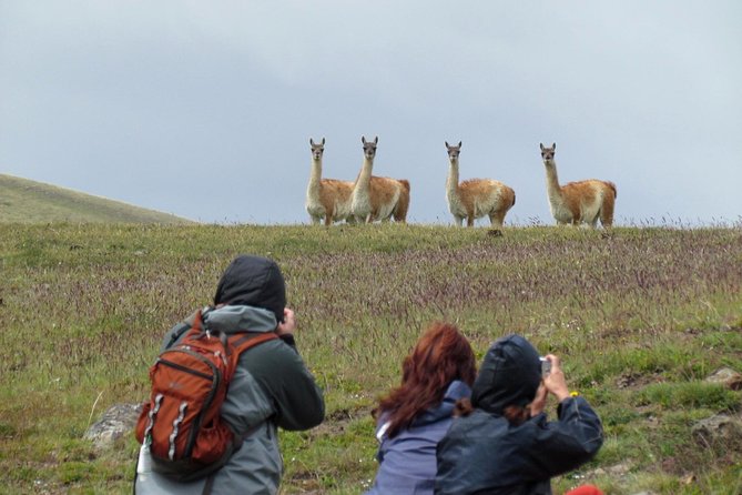 Safari Experience - Wildlife & Steppe - The Earth and the Ancients: Geology, Fossils, and an Ancient Burial Site