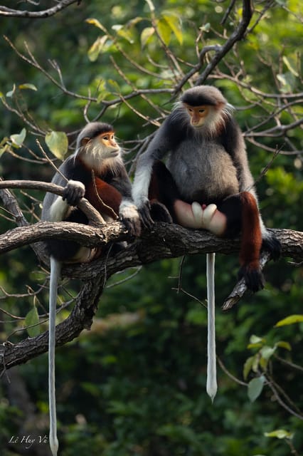 Safari - Finding the most endangered monkey in the World - Why the red-shanked douc langur safari in Son Tra is so compelling