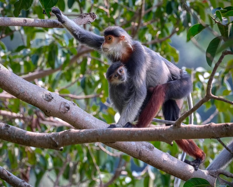 Safari - Finding the most endangered monkey in the World - Watching without pushing them: respectful distance and better photos